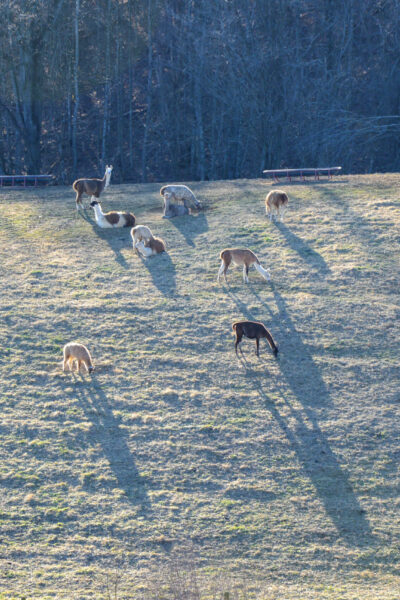 The neighboring property is home to an alpaca farm