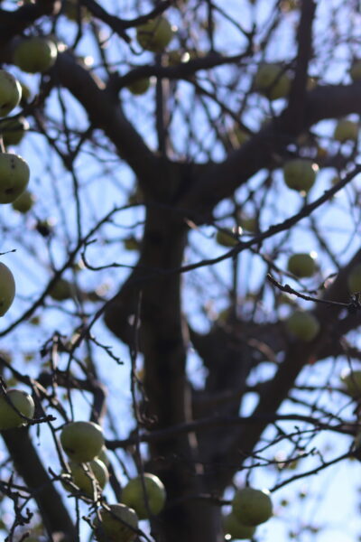 Apple Trees (1)